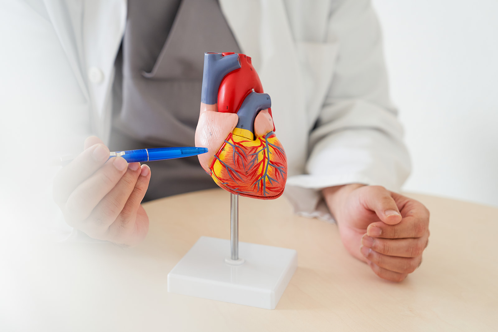 Arzt zeigt etwas an einem Herzmodell